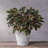 Carreras Planter-511374857-511374855