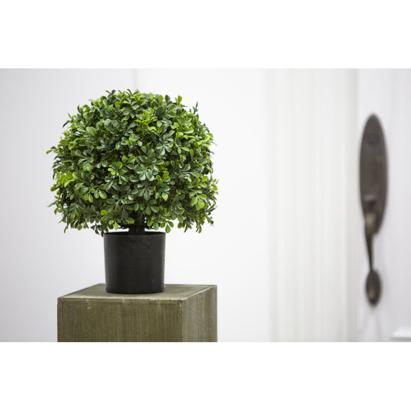 Topiaire boule en pot buis