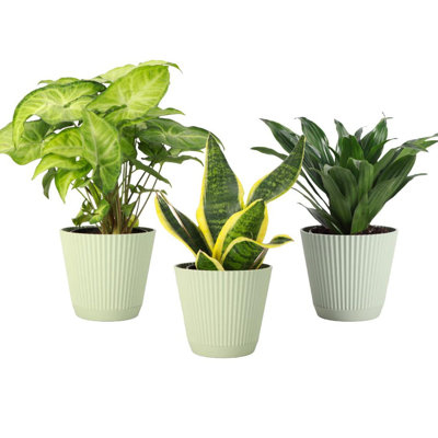 Live Low Light Houseplant Set