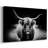 Photography Study Highland Cattle-Gallery Wrapped Canvas
