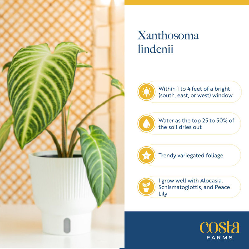 Xanthosoma in Ceramic Planter