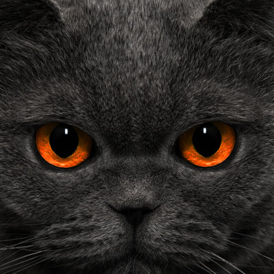 Cat Strange Look - Wrapped Canvas Print
