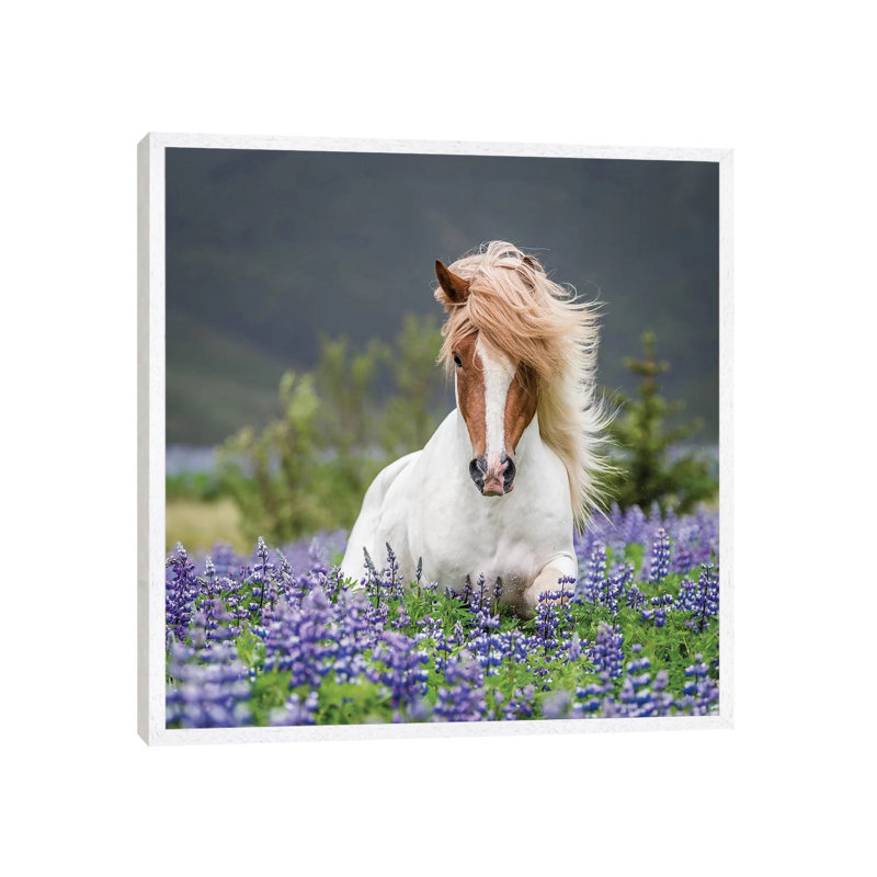 Trotting Icelandic Horse II, Lupine Fields, Iceland 1 Piece Wall Art on Canvas, 66.04 cm H x 66.04 cm W, White Floater Framed