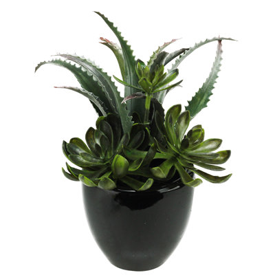 Arrangement de plantes grasses artificielles en pot 11 po