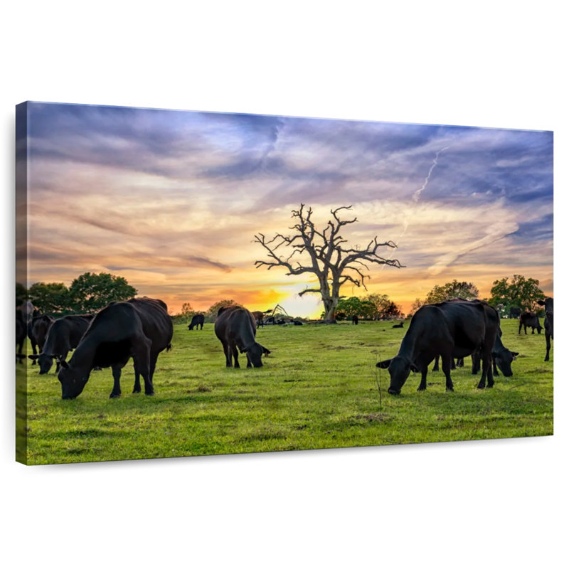 Brampt Grazing Aberdeen Angus, 30" H x 45" W