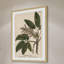 «Horse Chestnut», reproduction encadrée-18829692