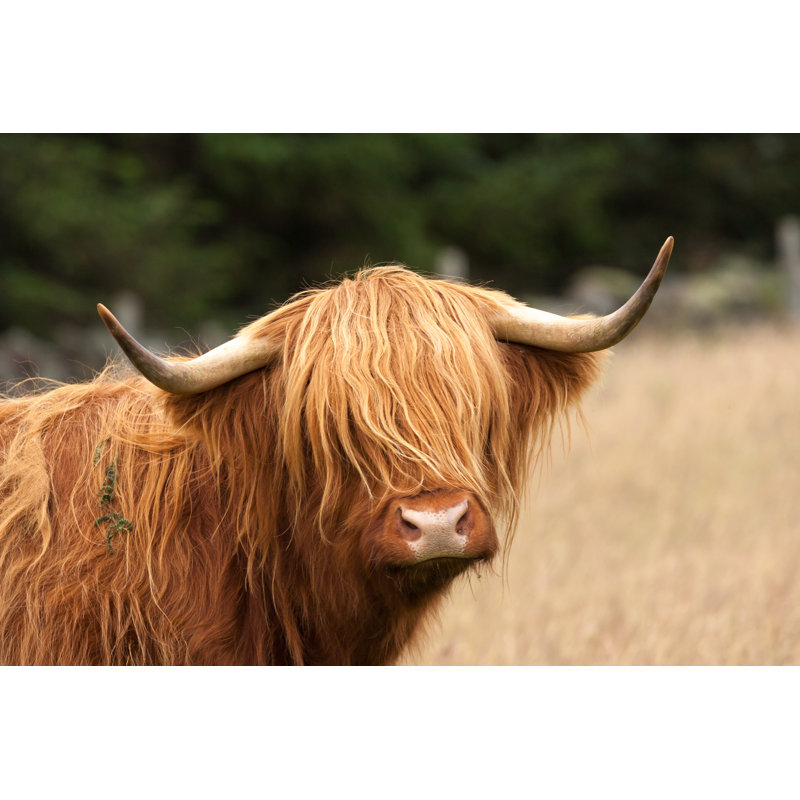Scottish Highland Cow by Dcookd - Wrapped Canvas Print, 8"H x 12"W
