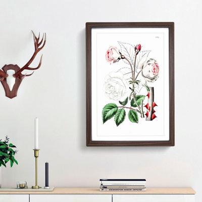 Pink Beach Rose - Framed Print