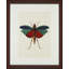 Tropical Insect I Print