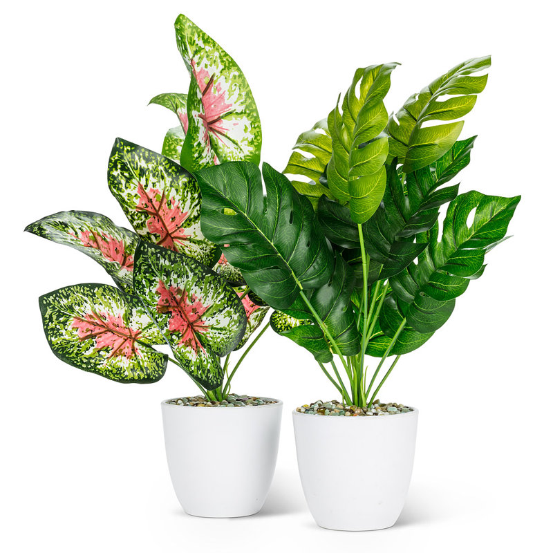 Grande plante à feuilles
