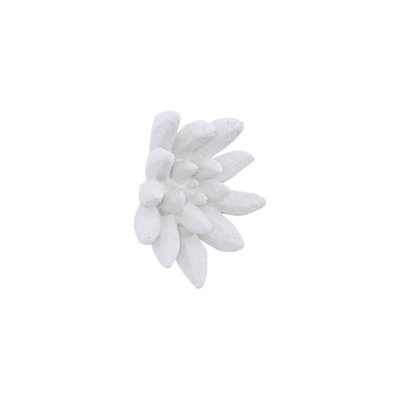 Compactum Succulent Wall Art