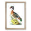 Summer Duck by George Shaw - Framed Print-55642392-55642393