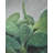 Cactus Bundle - Exotic Botanical Framed Print for Home Decor