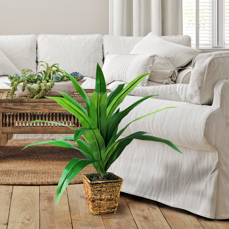 34 po Dracaena dans un panier carré