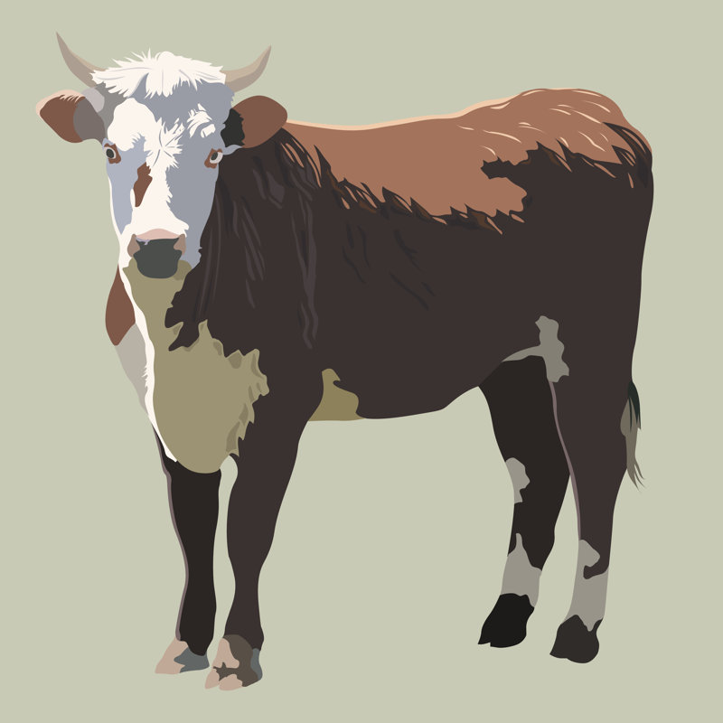 Vector Beef Cattle by Tharrison - Wrapped Canvas Print, 51cm H x 51cm W