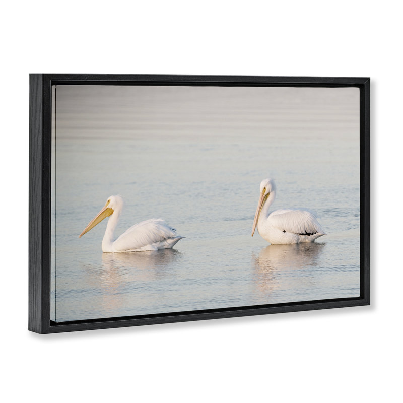  «Pelicans on Calm Waters» par Danita Delimont, Cadre flottant noir de jais, H 17 po x l 25 po