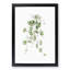 Kenilworth Ivy Flowers by Pierre-Joseph Redoute - Picture Frame Graphic Art Print-55609630-55609626