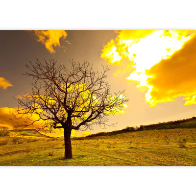 Forest Nature Landscape Border