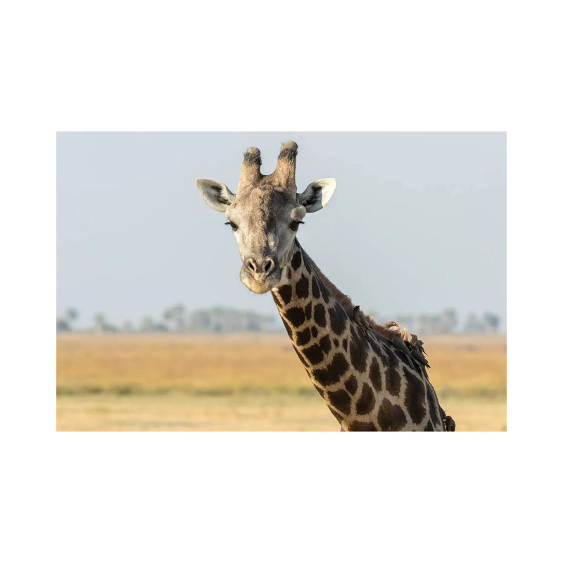 Africa, Botswana, Chobe National Park. Close-up Of Giraffe With Oxpecker Birds. - Wrapped Canvas Print
