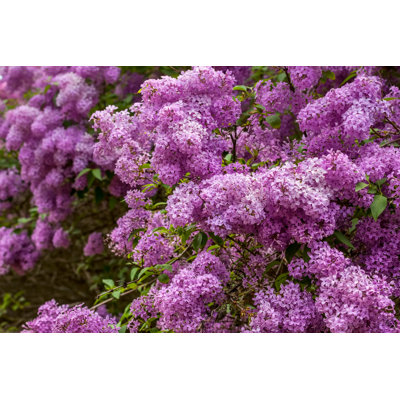 Lilac Flowers by Tamara Volodina