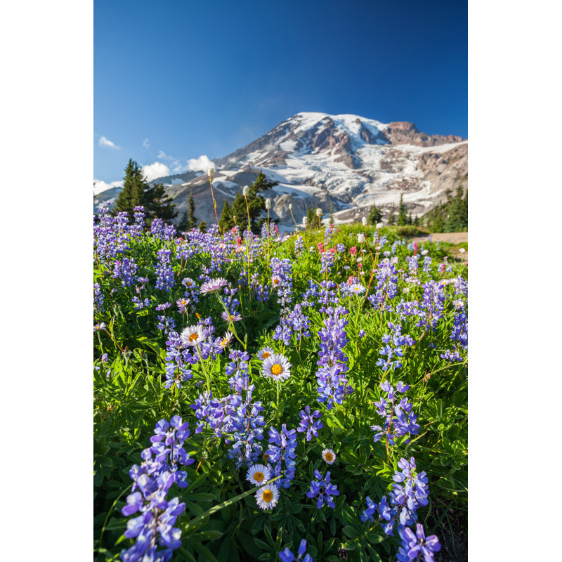 Mount Rainier And Wildflowers by CrackerClips - Wrapped Canvas Print, 76cm H x 51cm W 