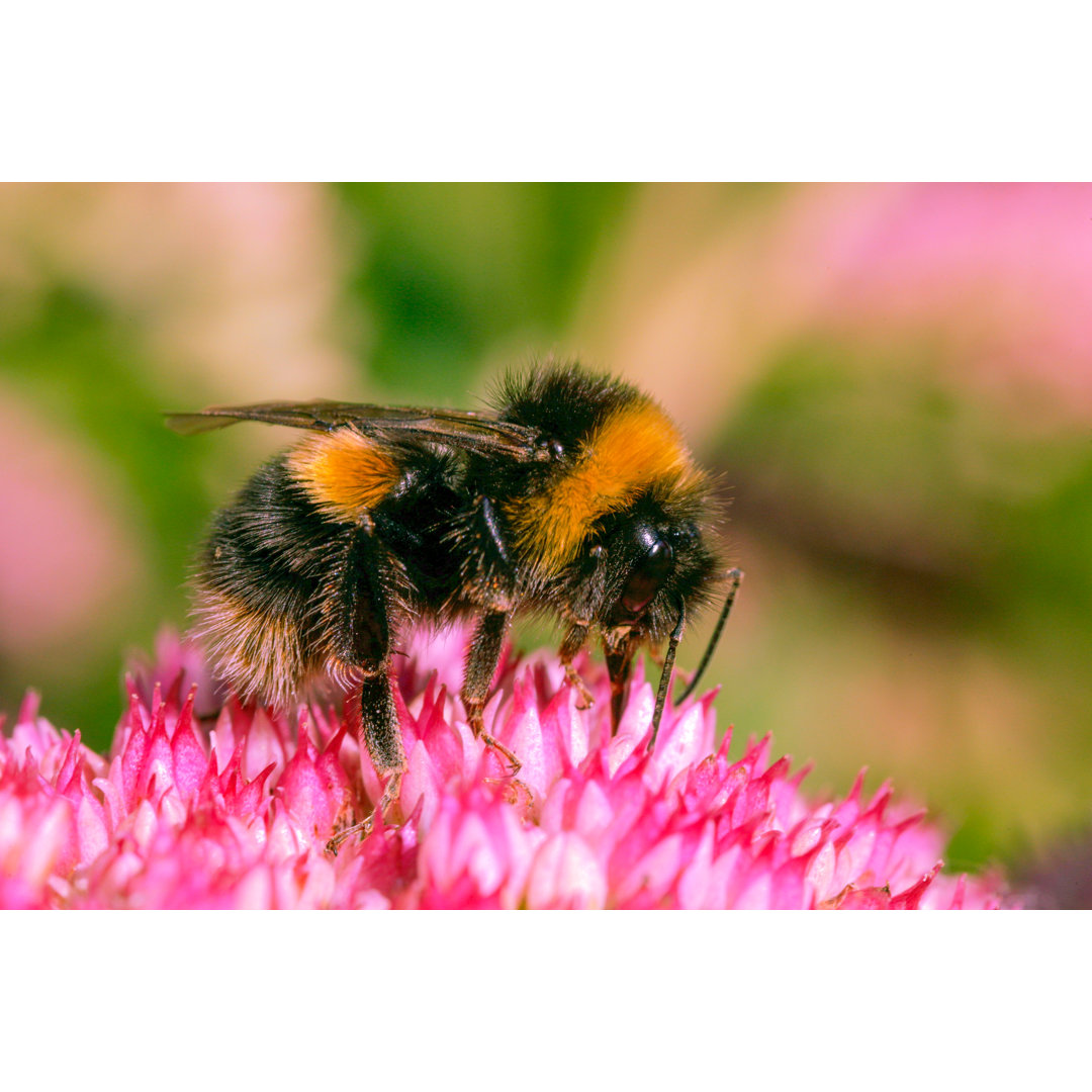 Hummel - Leinwandbild