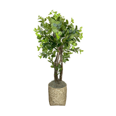 Green Ficus in Beige Bamboo Planter