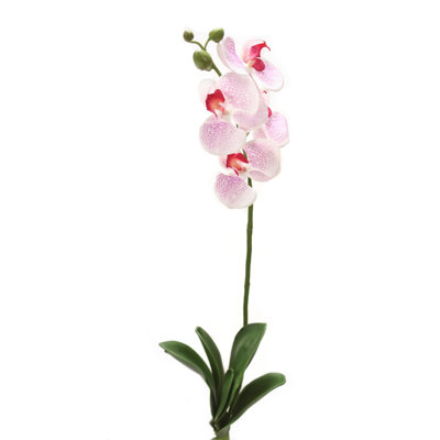 Orchidée phalaenopsis 26 "