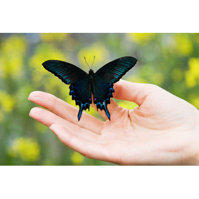 Butterfly - Wrapped Canvas Print