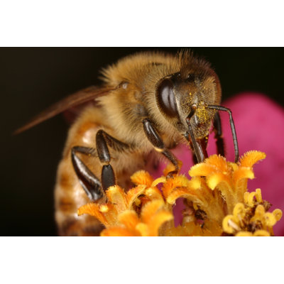 Honey Bee - Wrapped Canvas Print
