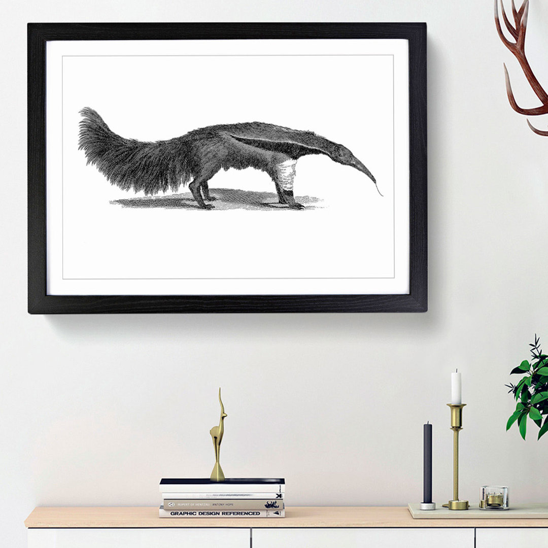 Great Ant-Eater in Black & White by George Shaw - Framed Print