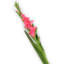 Silk Iris Arrangement-31151100-31151102