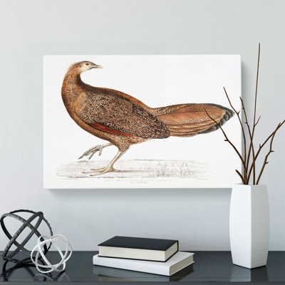 Argus Pheasant Illustration by John Edward Gray - Wrapped Canvas Painting Pint - Wrapped Canvas