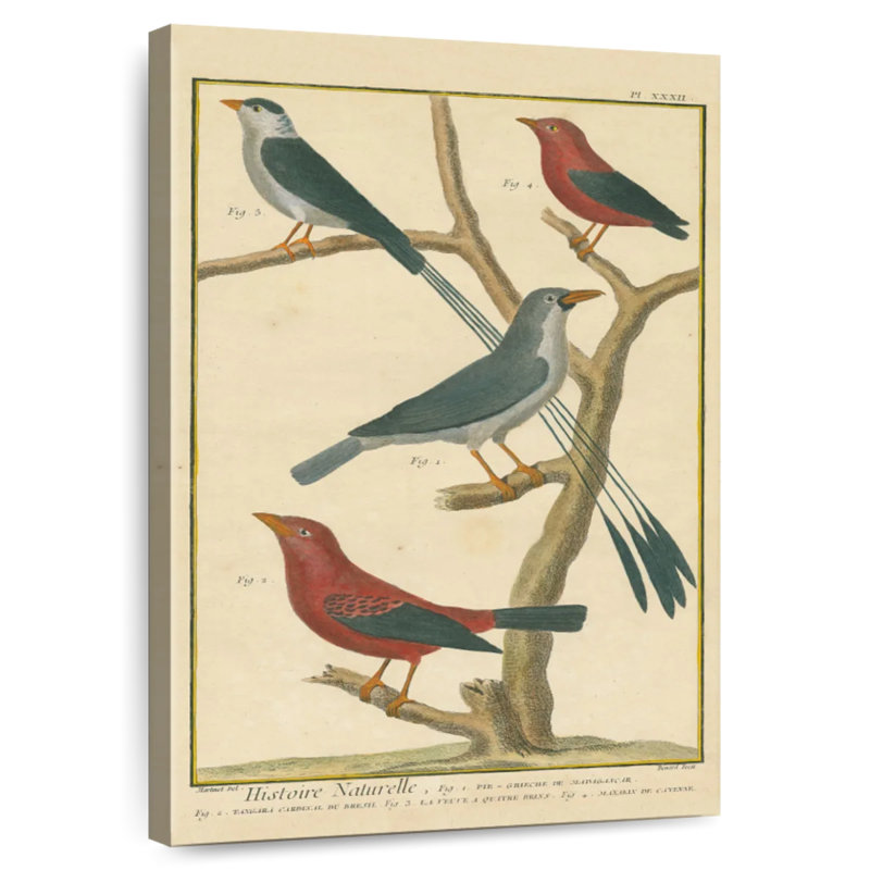 Brampt Bird Drawing I, 36" H x 24" W