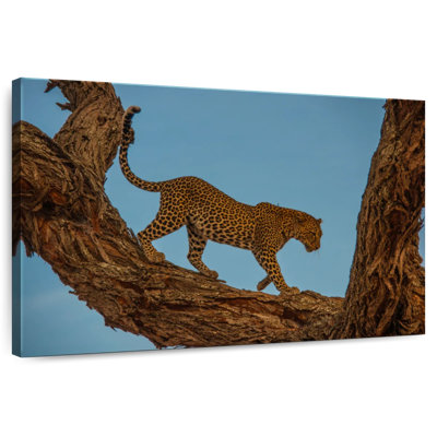 Leopard Tree Walk