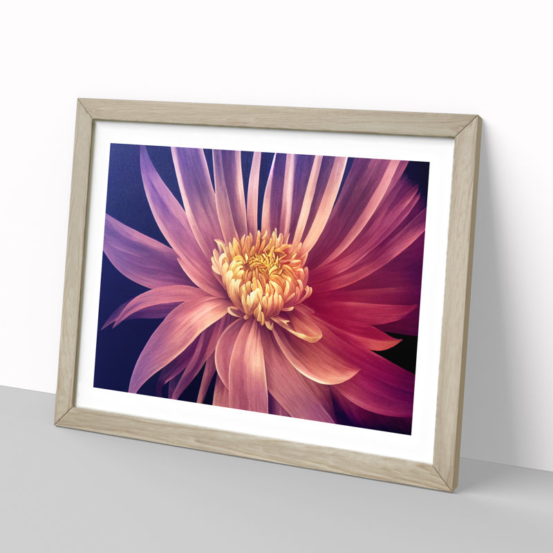 Serene Chrysanthemum Flower - Framed Print, 34cm H x 46cm W x 2cm D, Oak