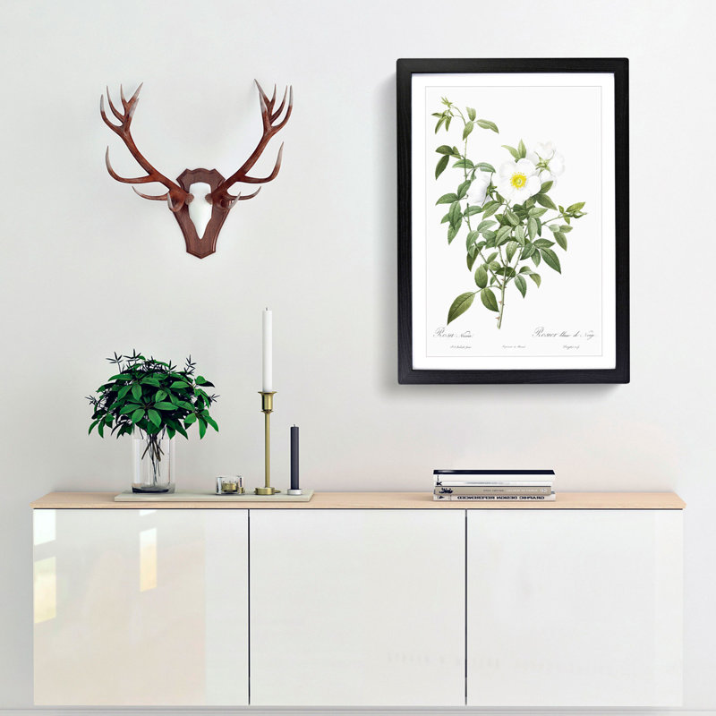 Cherokee Rose in White by Pierre-Joseph Redoute - Picture Frame Painting Print, 48cm H x 36cm W x 2cm D, Black Framed