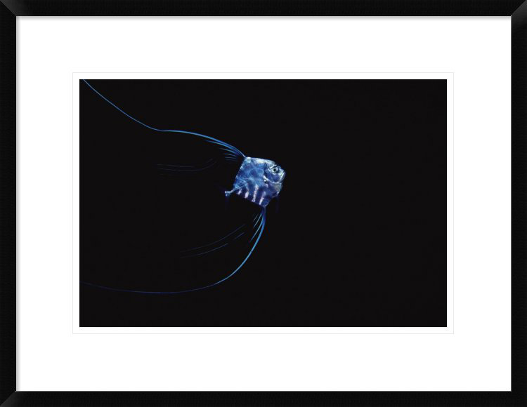 Global Gallery 'Pompano Juvenile Off of Manualita Island, Cocos Island ...