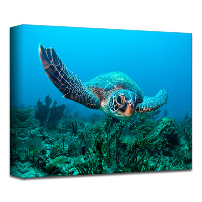 " Turtle " by Christopher Doherty