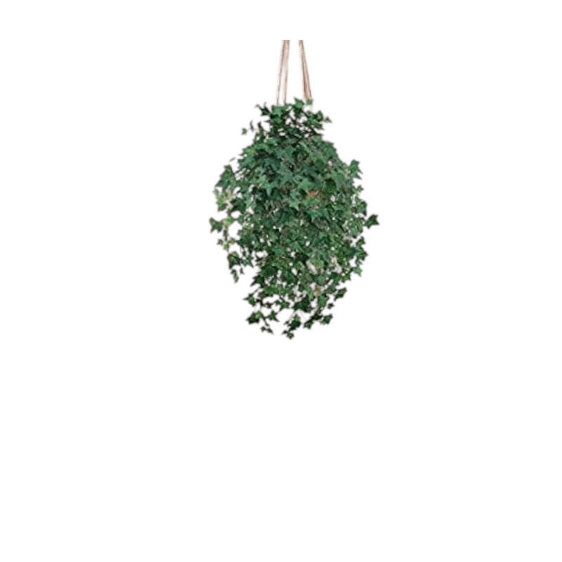 33" plante anglaise suspendue de lierre