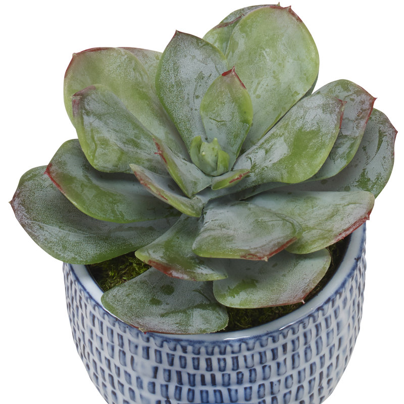 Freequette Park® Arquette Greenery en pots bleus et blancs, S / 3
