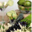 Grapes 'n Vines 7 oz. Martini Glass