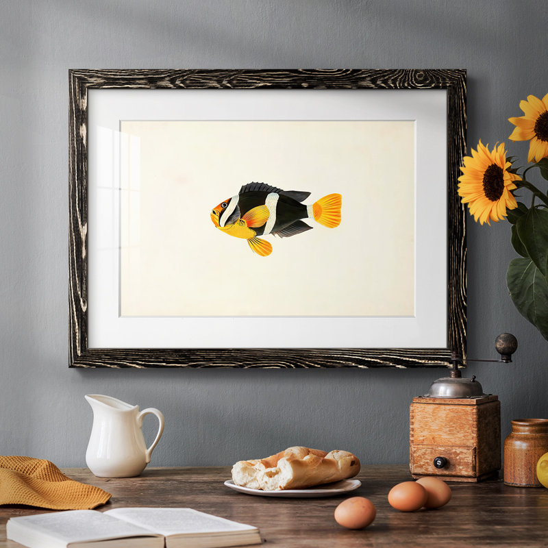 Collection de poissons tropicaux II, Noir, H 14 po x l 20 po