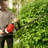 Garden Hedge Trimmer