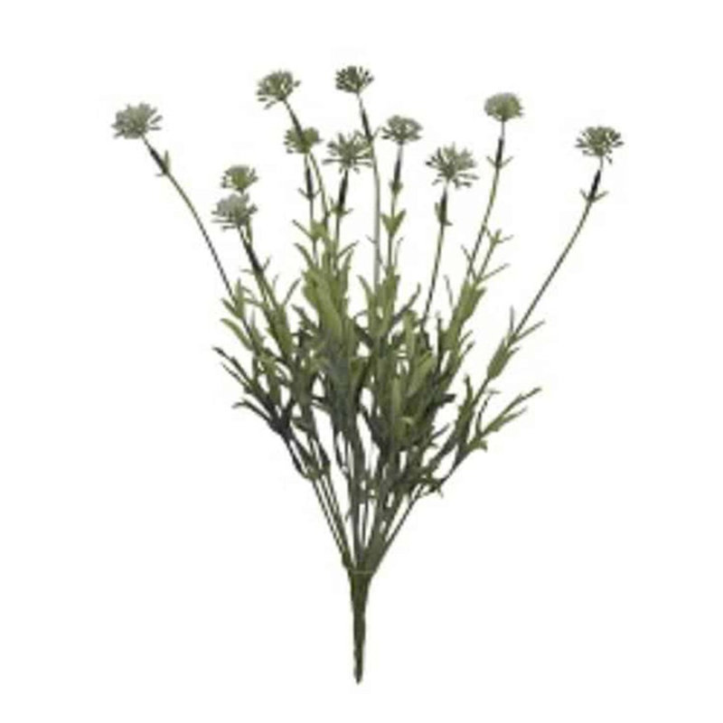 Allium buisson
