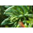 11.8'' Faux Succulent Plant in Wood Planter