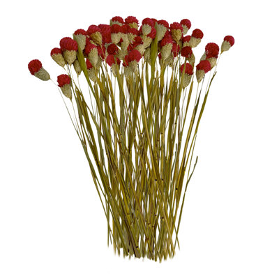 Ensemble de 4 globes séchés préservés amaranthe, 22 à 24 po de long, 16 pièces / paquet
