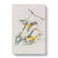 Prothonotary Warbler Birds by John Audubon - Wrapped Canvas-55322524