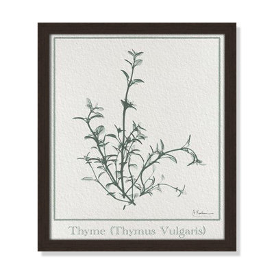 Jeanette "Thymus Vulgaris" Print