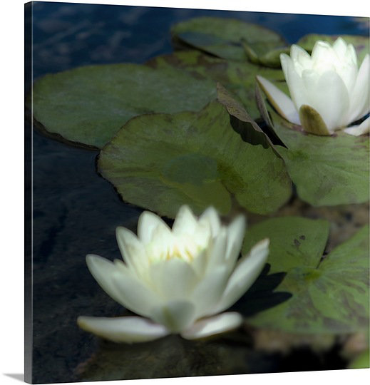 « water lilies i » par jennifer broussard, reproduction d’art sur toile, H 16 po x l 16 po x P 1,25 po
